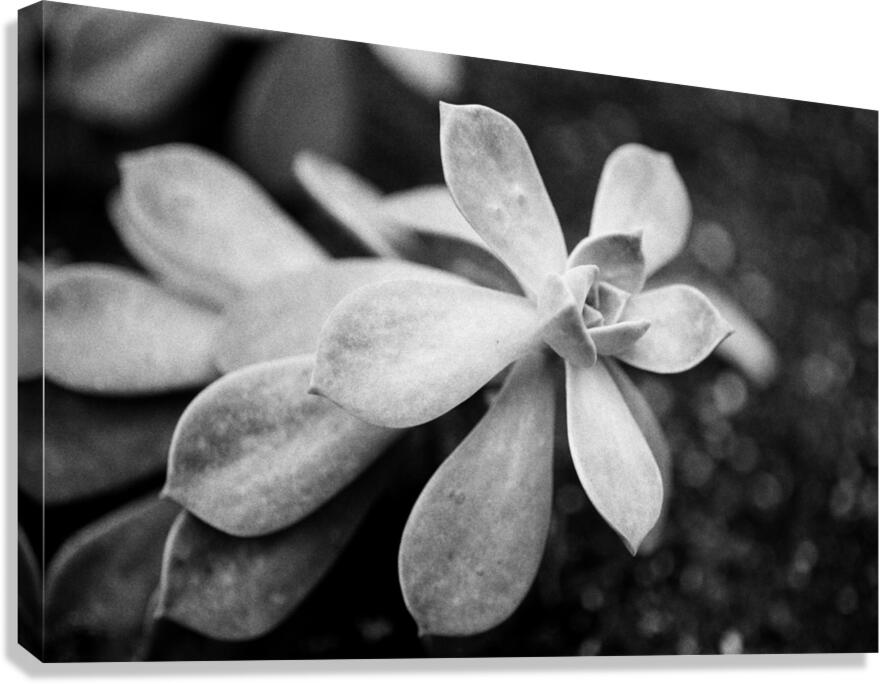 Black  White Floral Series1 Canvas Print