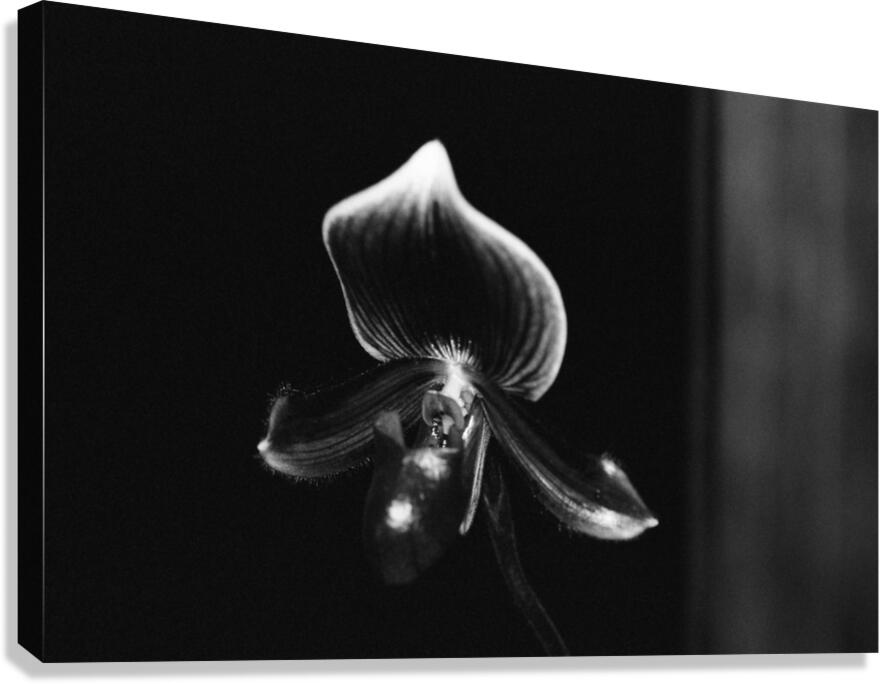 Black  White Floral Series 9 Canvas Print