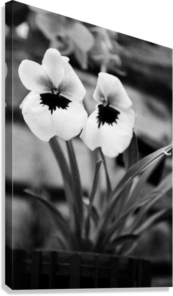 Black  White Floral Series - Double Trouble Canvas Print