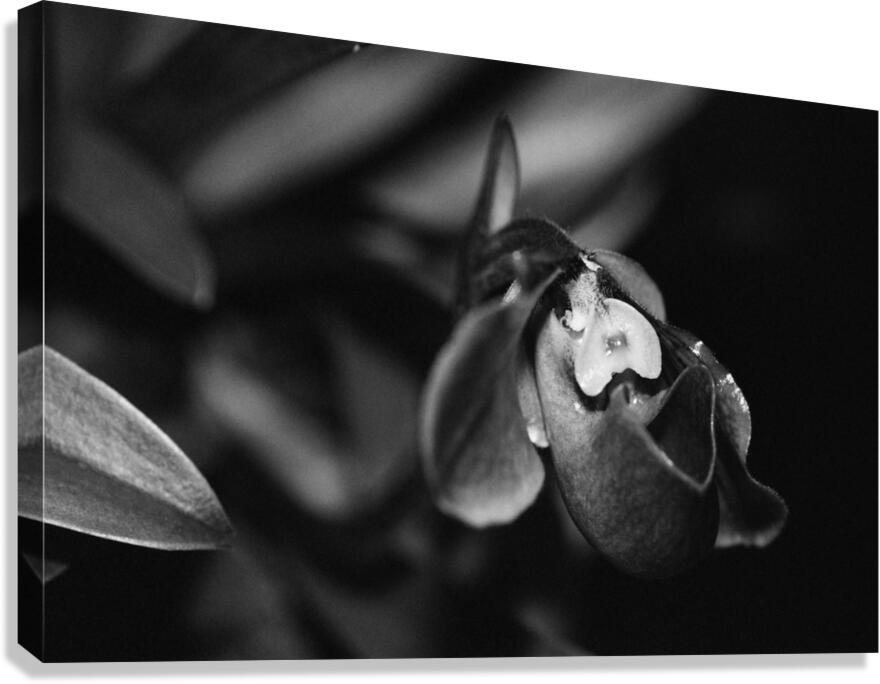 Black  White Floral Series 6 Canvas Print