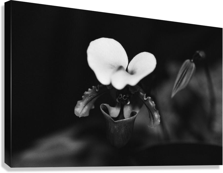 Black  White Floral Series 10 Canvas Print