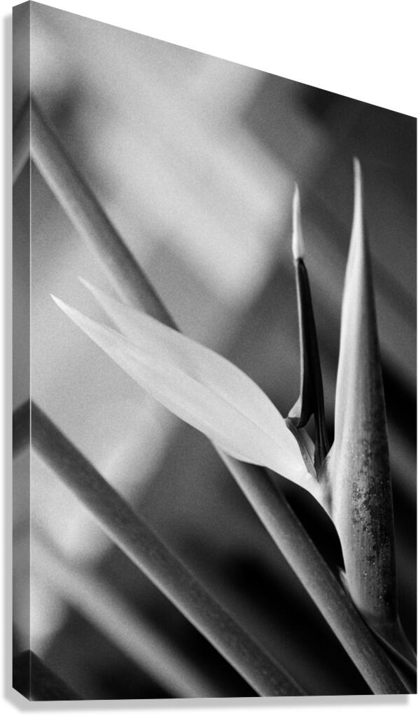 Black  White Bird of Paradise  Canvas Print
