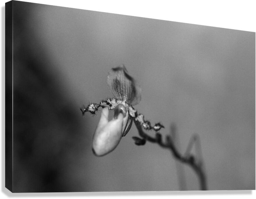 Black  White Floral Series 7 Canvas Print