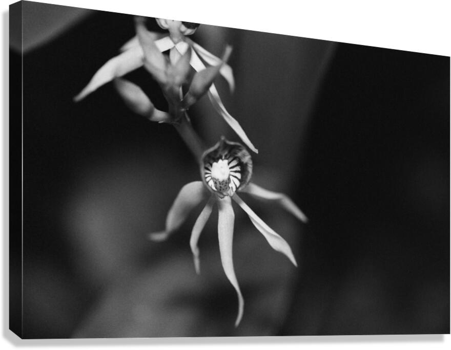 Black  White Floral Series 11 Canvas Print