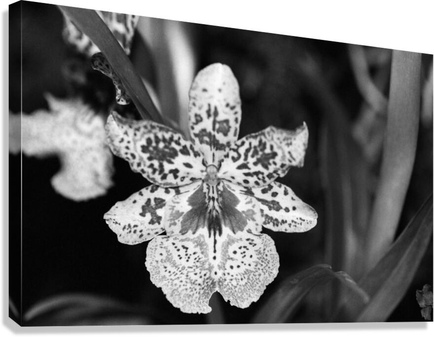Black  White Floral Series 8 Canvas Print
