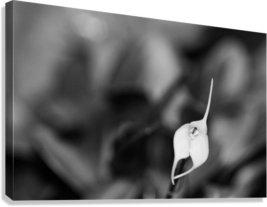 Black  White Floral Series 13 Canvas Print