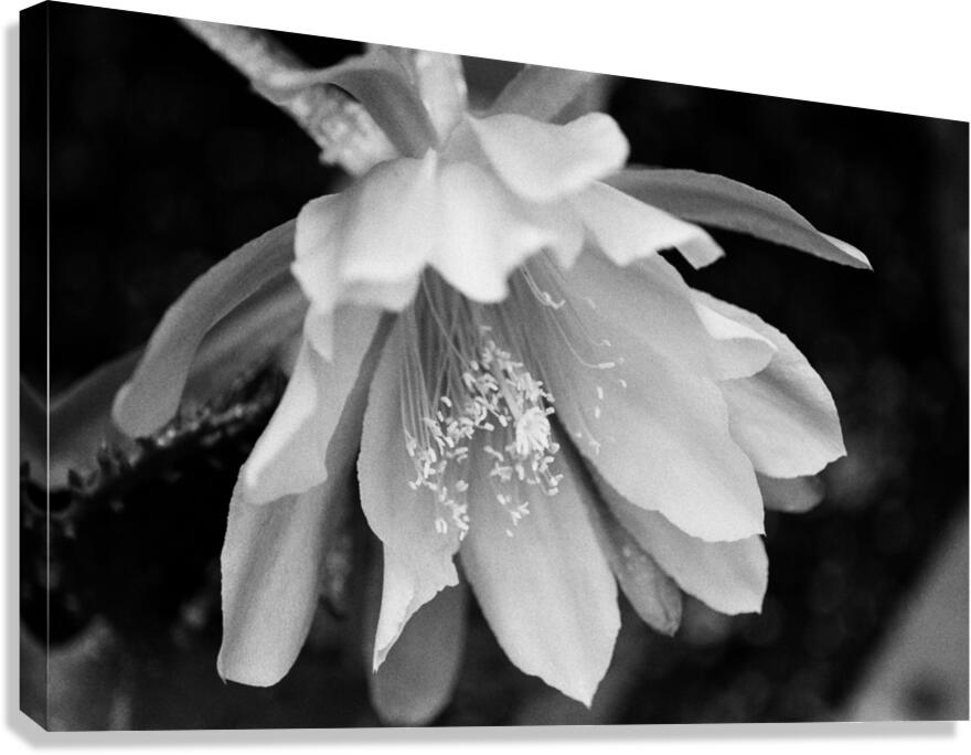 Black and White Peony Burst Canvas Print