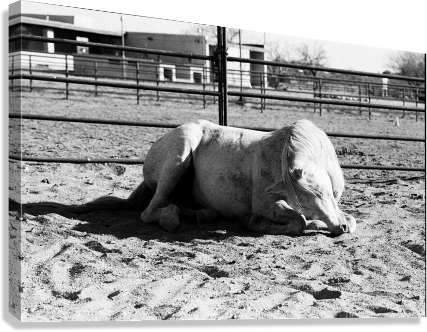 Magnificent Horse Pose 3 Canvas Print
