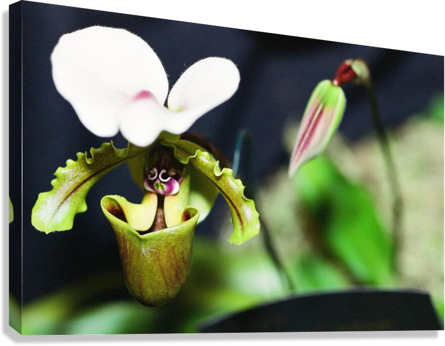 Green Orchid Canvas Print