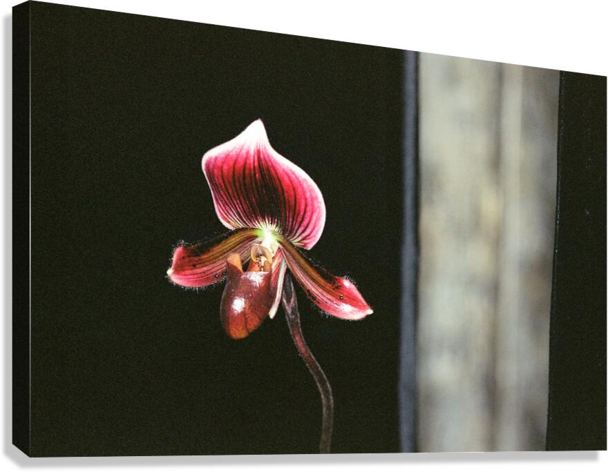 Red Orchid 2 Canvas Print