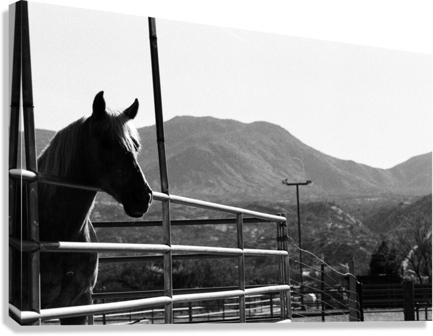 Horse amidst the mountains Canvas Print