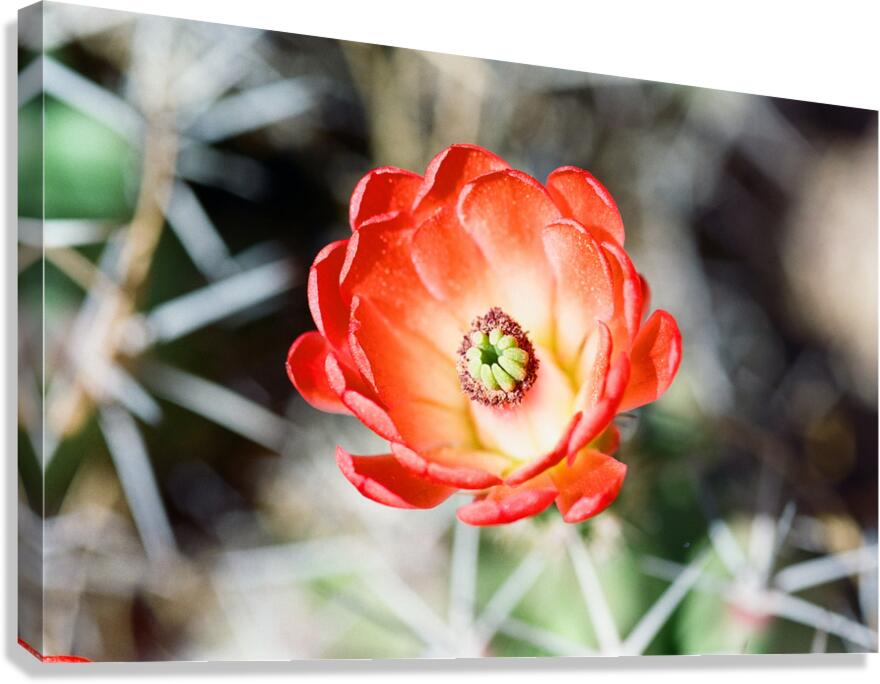 Red Cacti 2 Canvas Print