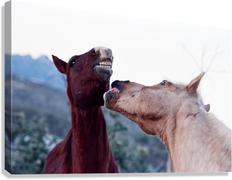 Horse Sparring 2 Canvas Print