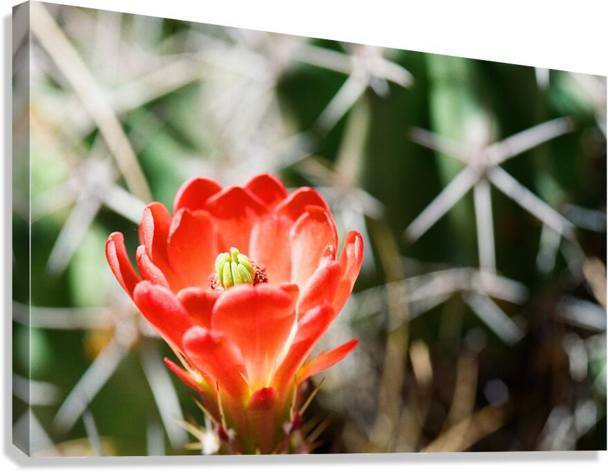 Red Cacti 3 Canvas Print
