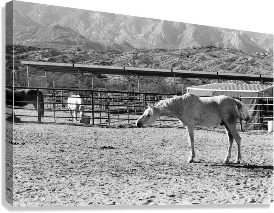 Horse Stretch Canvas Print