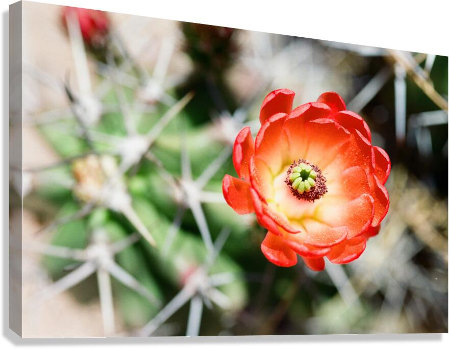 Red Cacti 5 Canvas Print