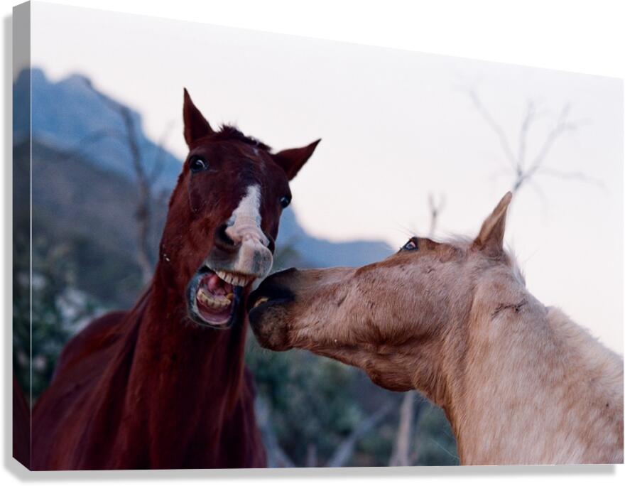 Horses Sparring Canvas Print