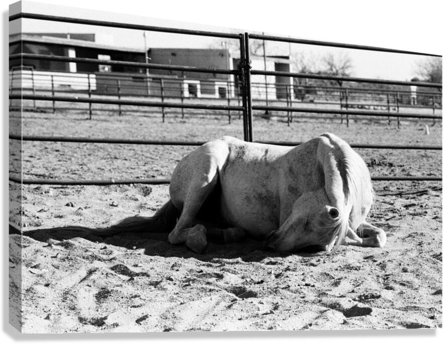 Magnificent Horse Pose 2 Canvas Print