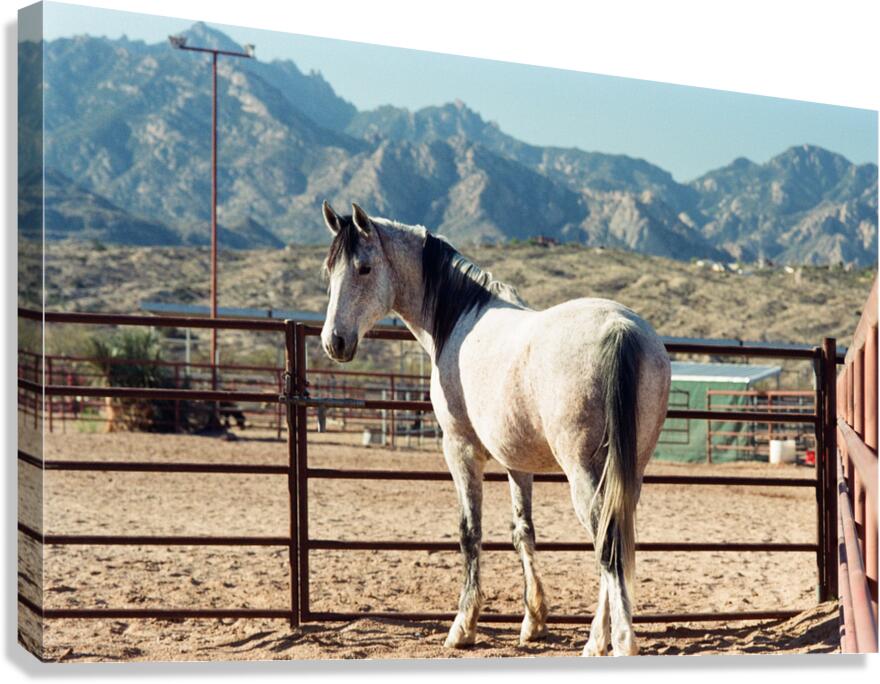 Horse and Mountains Canvas Print