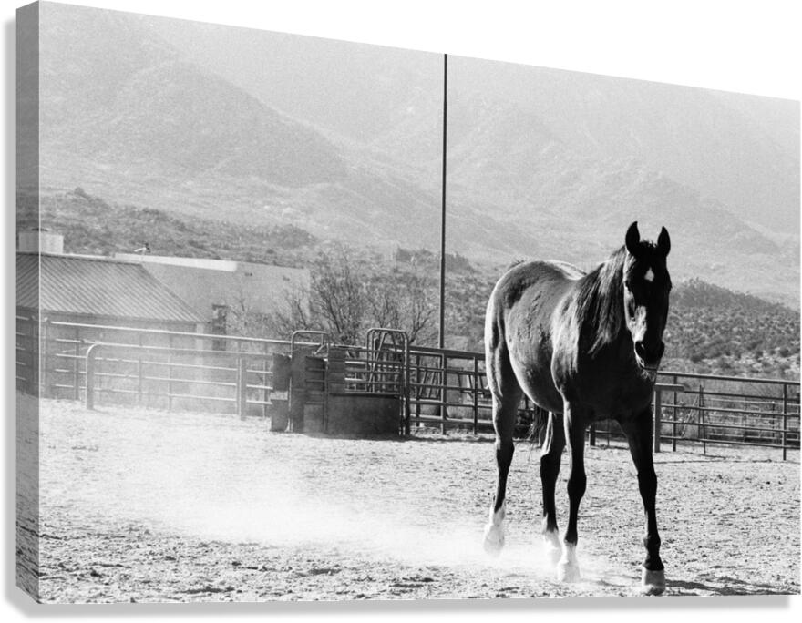 Black Horse Dust Canvas Print