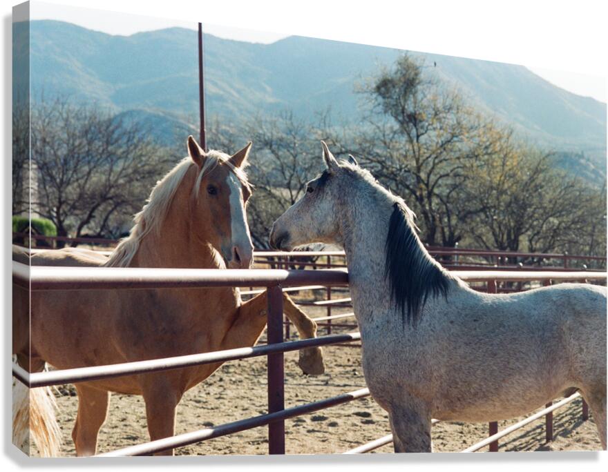 Horses connecting Canvas Print