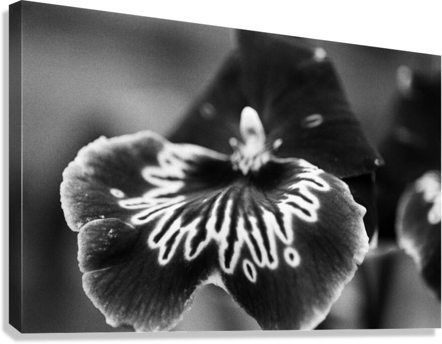 Black and White Orchid Series 21 Canvas Print