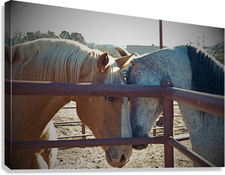 Horse Embrace  Canvas Print