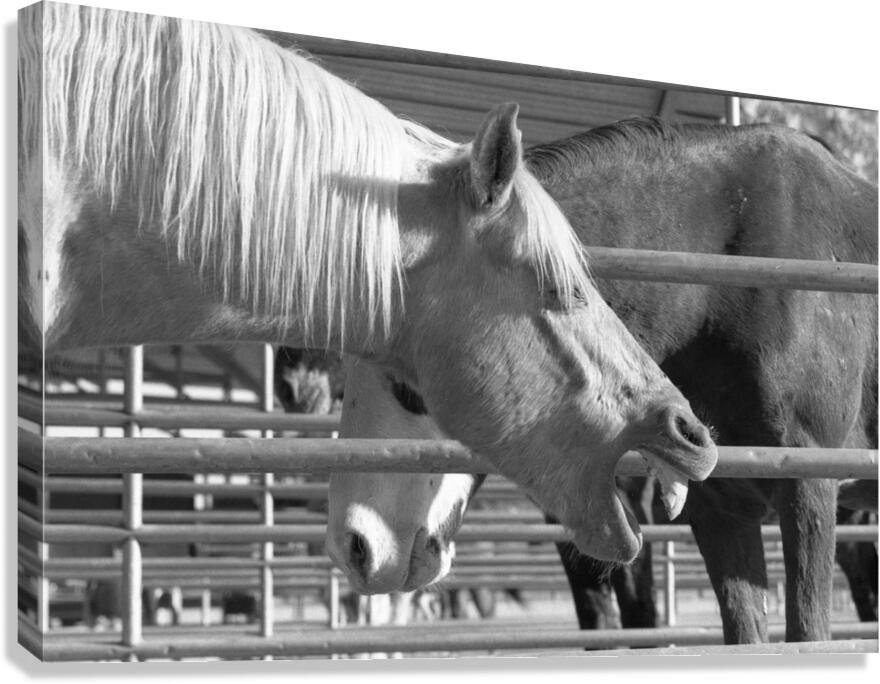 Horse Yawning Canvas Print