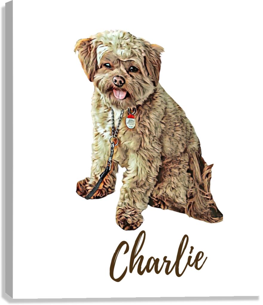 Charlie the Morkie Canvas Print