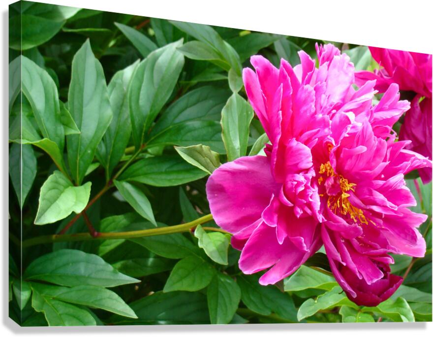 PInk Peony Canvas Print