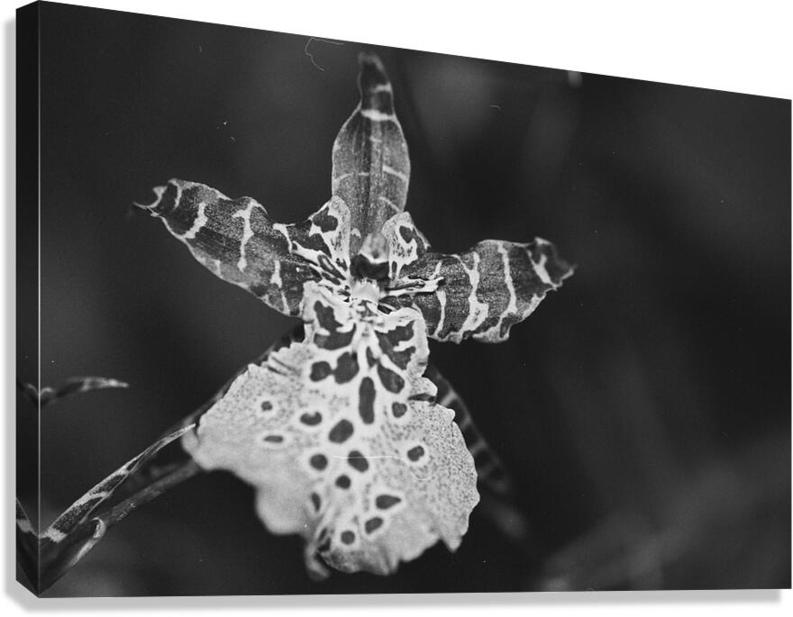 Clown Orchid Canvas Print
