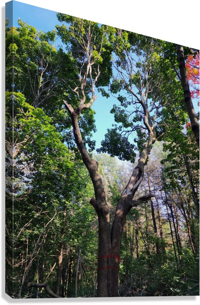 Forest Through The Trees Canvas Print