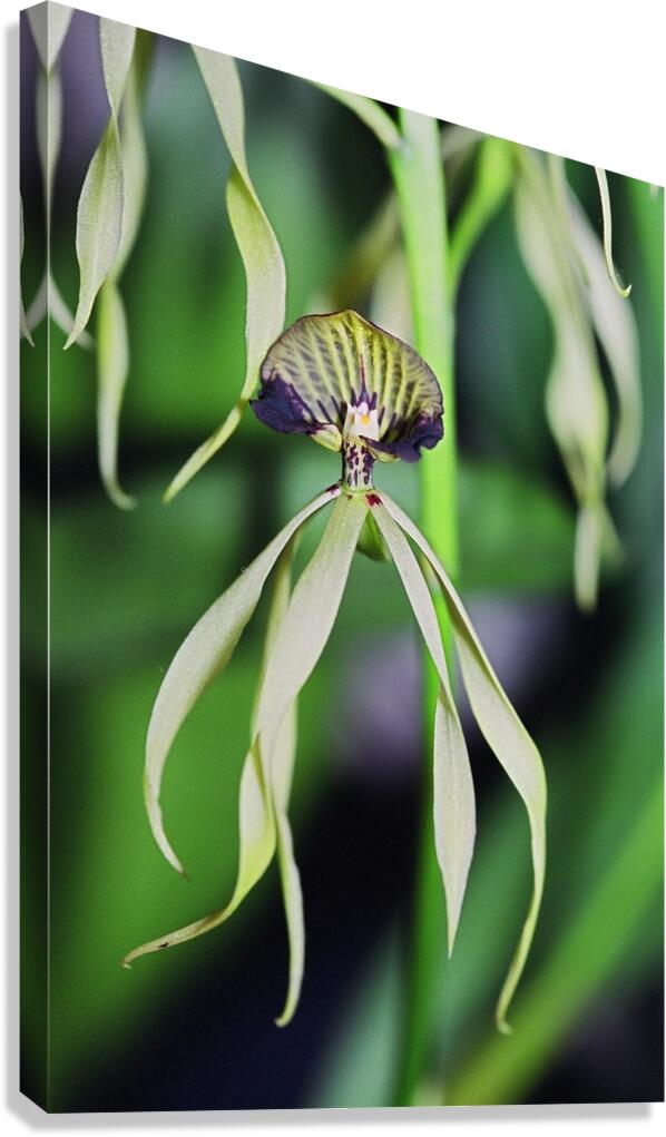 Dancing Orchid Canvas Print