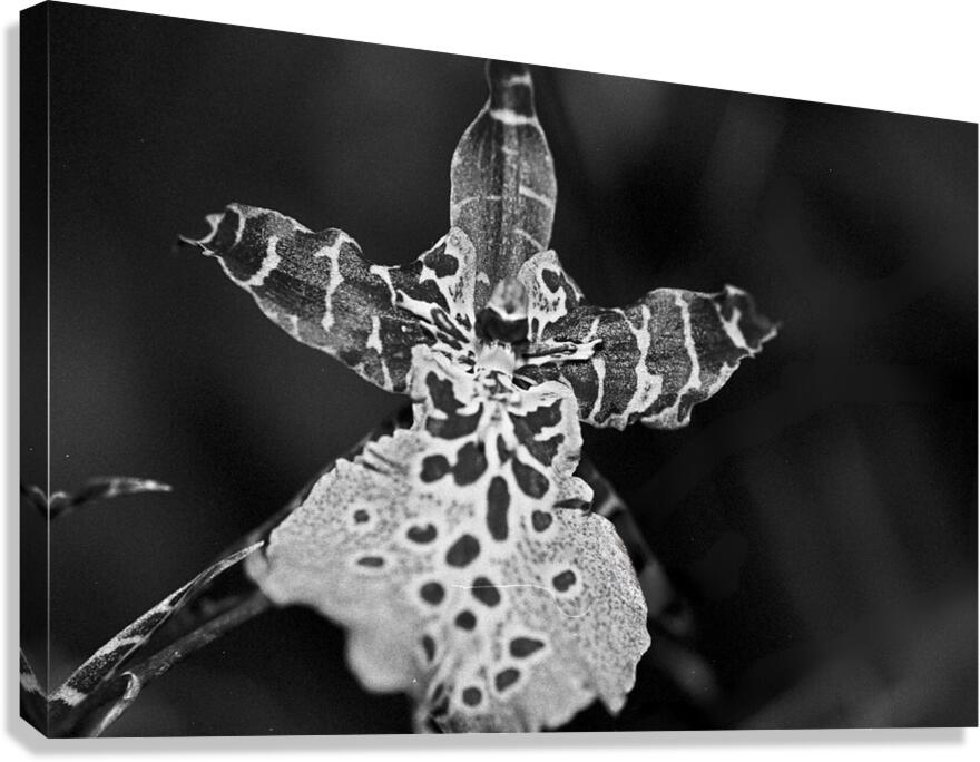 Spotted Orchid Canvas Print