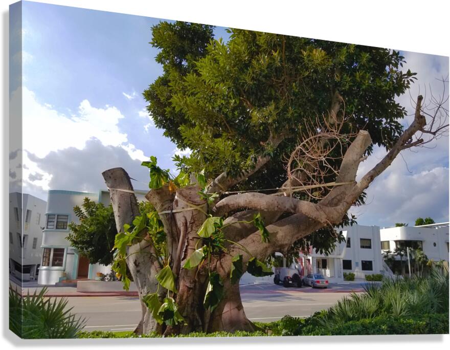 The Survivor Canvas Print