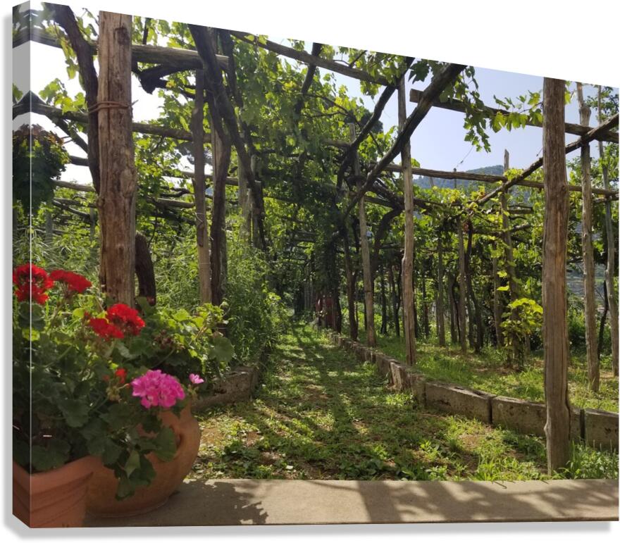 Amalfi vineyards Canvas Print