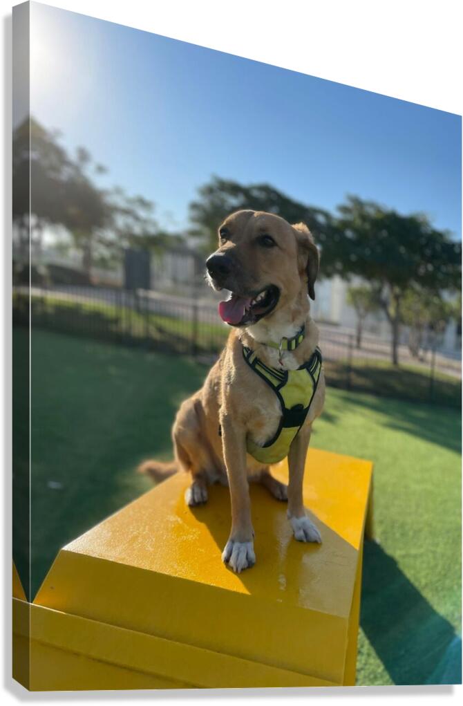 Rufus The Happy Dog Canvas Print