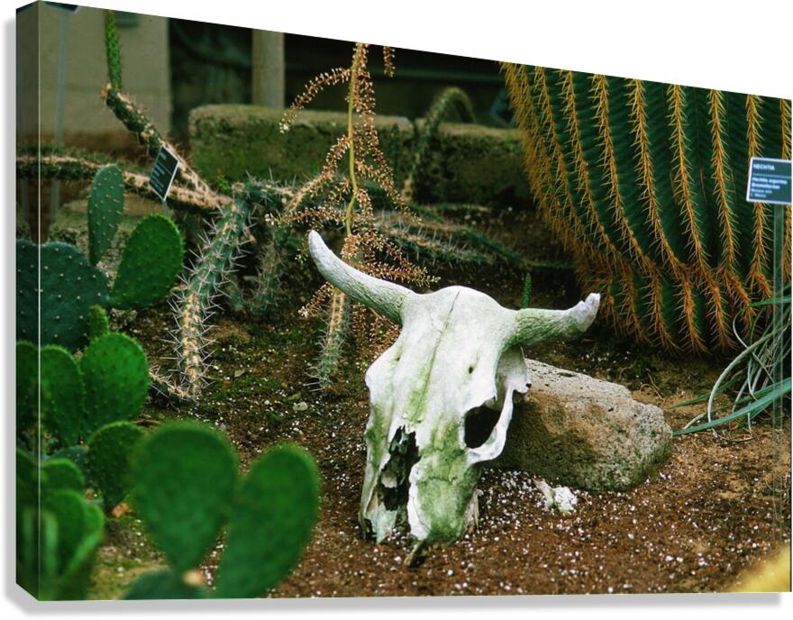 If Skeltons Could Talk Canvas Print