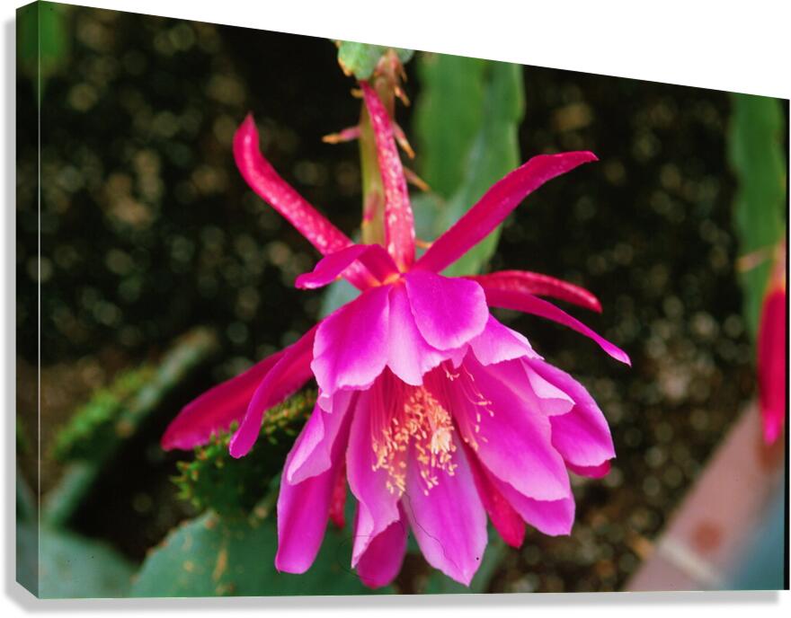 Fuschia Peony Burst Canvas Print