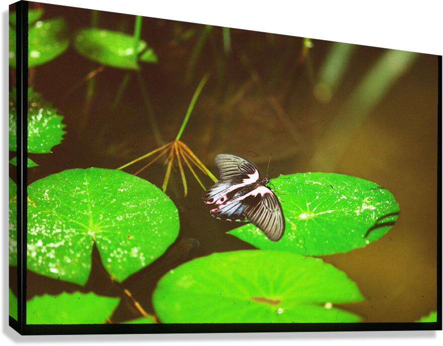 Butterfly Soars Canvas Print