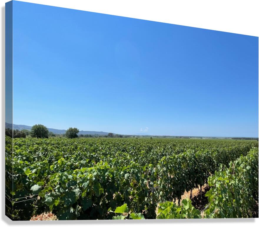 Tuscany Vineyards Cabernet Franc Canvas Print