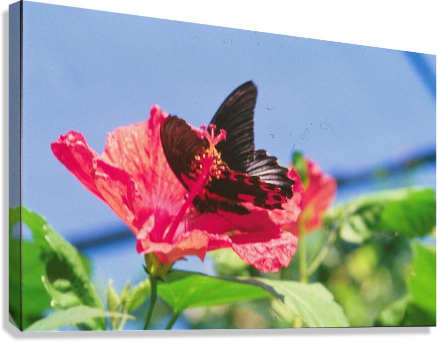 Butterflies Are Free  Canvas Print