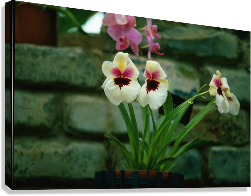 Twin Pansie Flowers Canvas Print