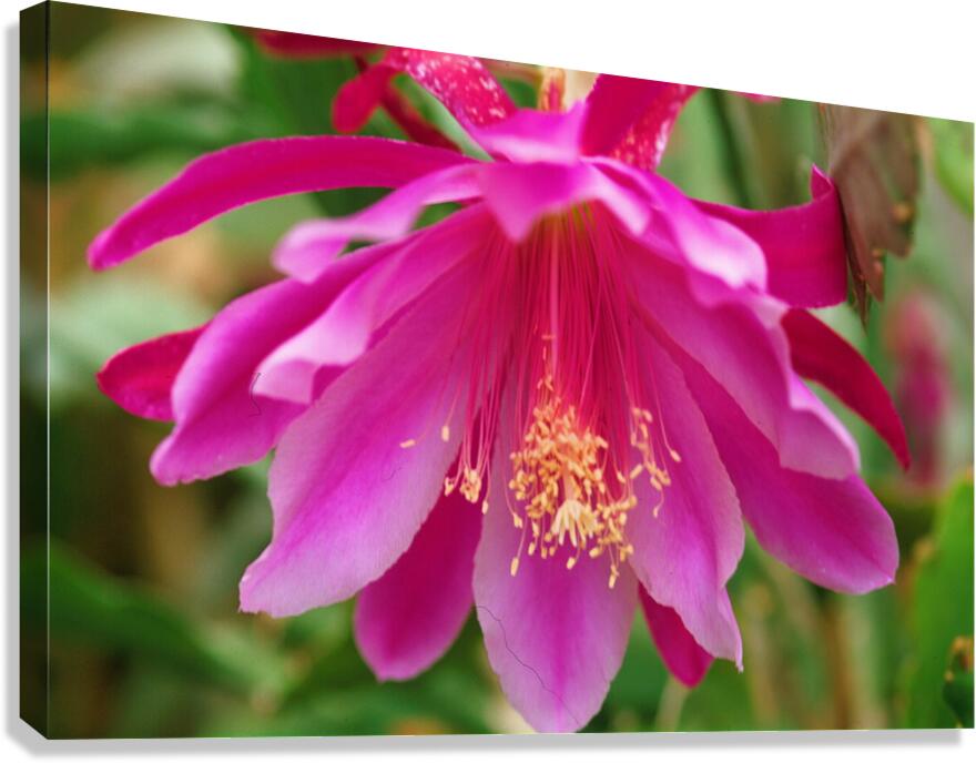 Fuschia Peony Flowering Canvas Print