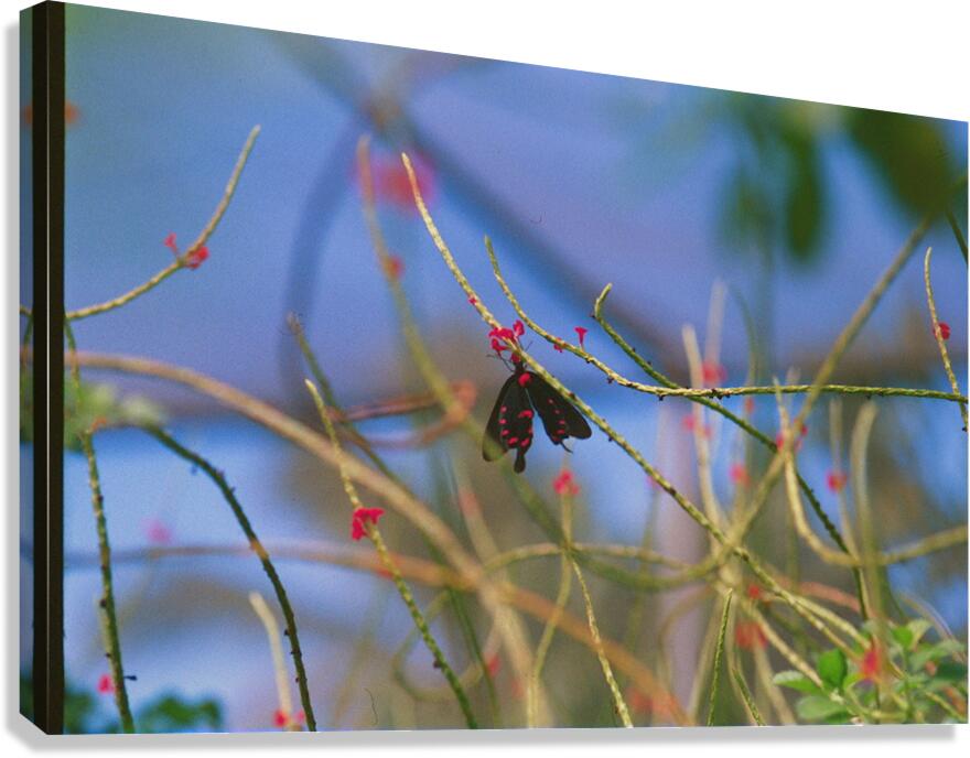 Butterfly Hanging Out Canvas Print