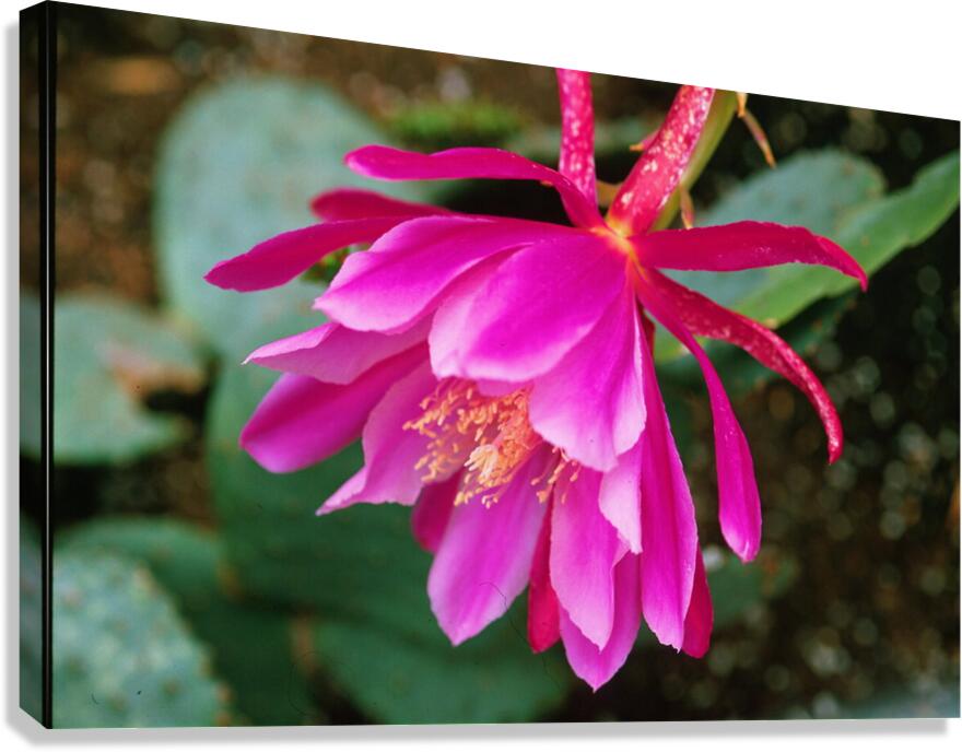 Fuschia Peony Side View Canvas Print