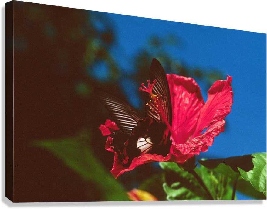 Black Butterfly Merge With The Red Flower Canvas Print