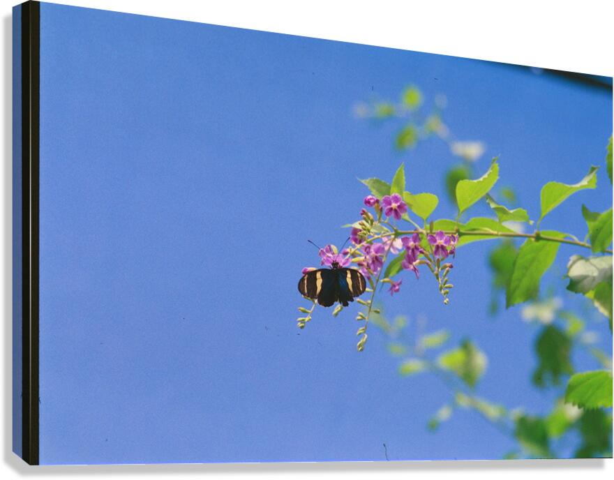 Black butterfly flower love Canvas Print