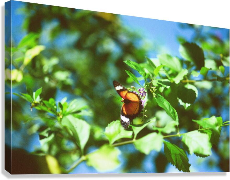 Monarch butterfly Canvas Print