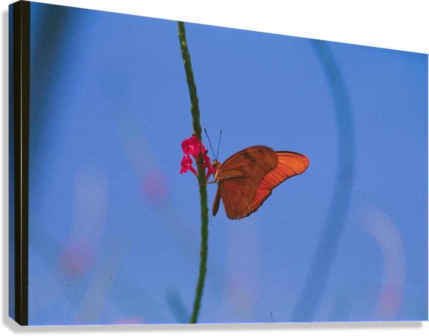 Butterfly and flower love Canvas Print